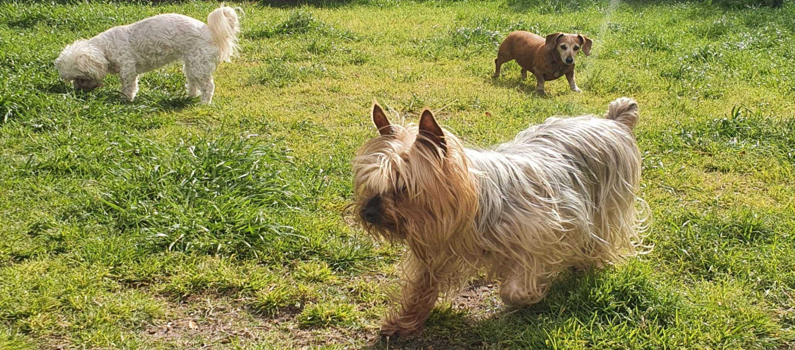 Free roaming doggy daycare milnerton