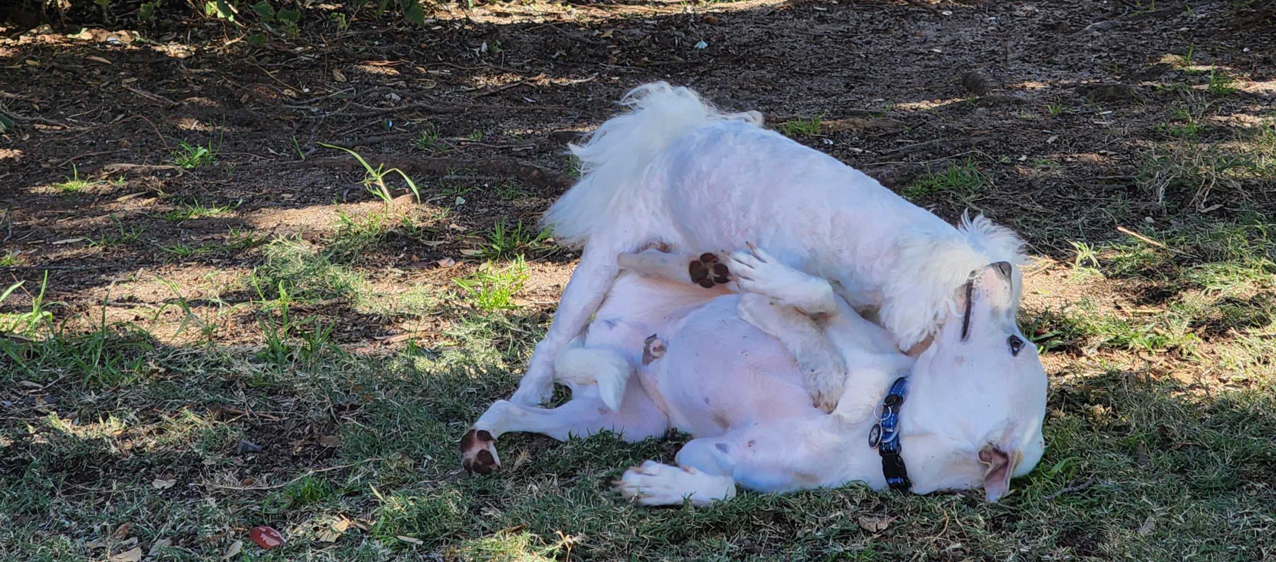 pet play dates milnerton