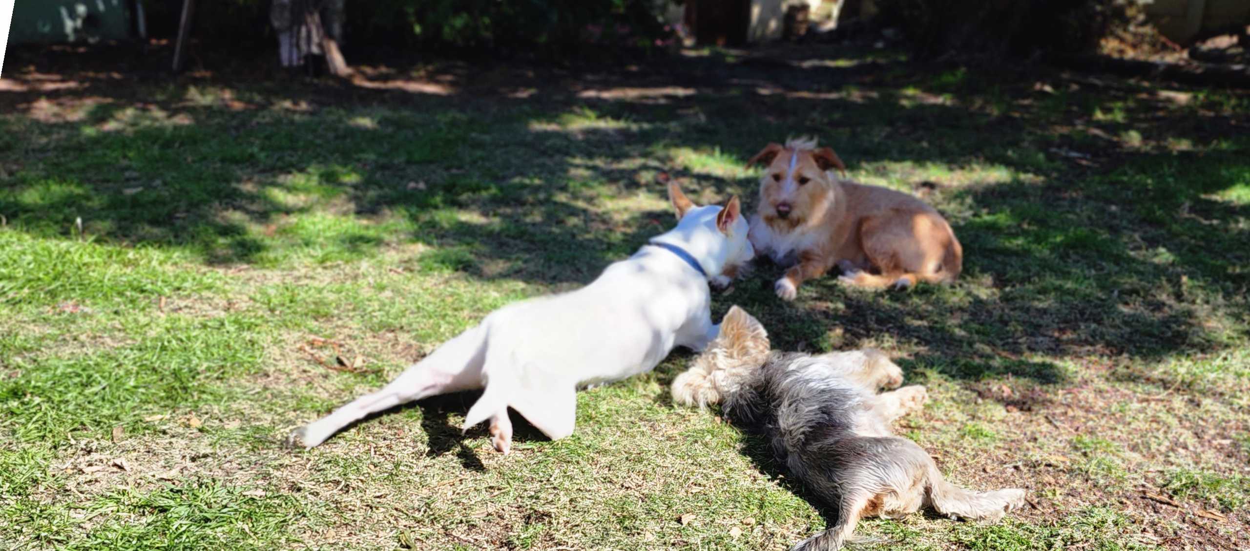 free roaming doggy daycare milnerton