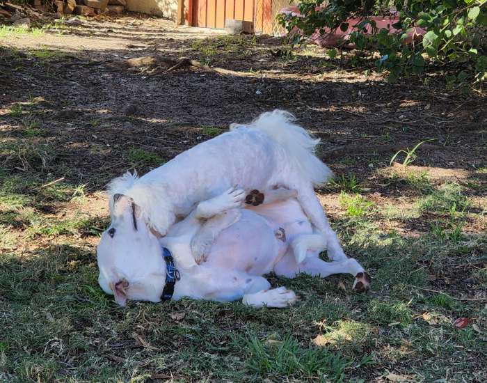 dog daycare milnerton