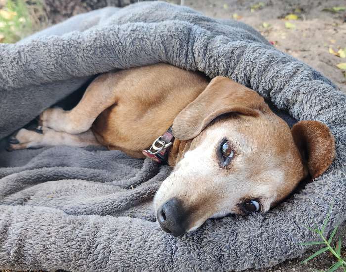 dog pet sitting milnerton