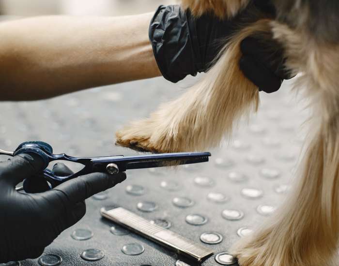 groom services milnerton