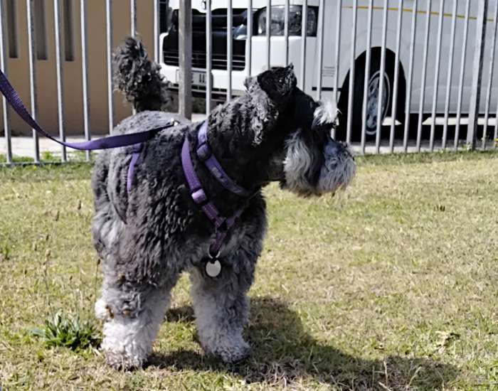 dog walking milnerton